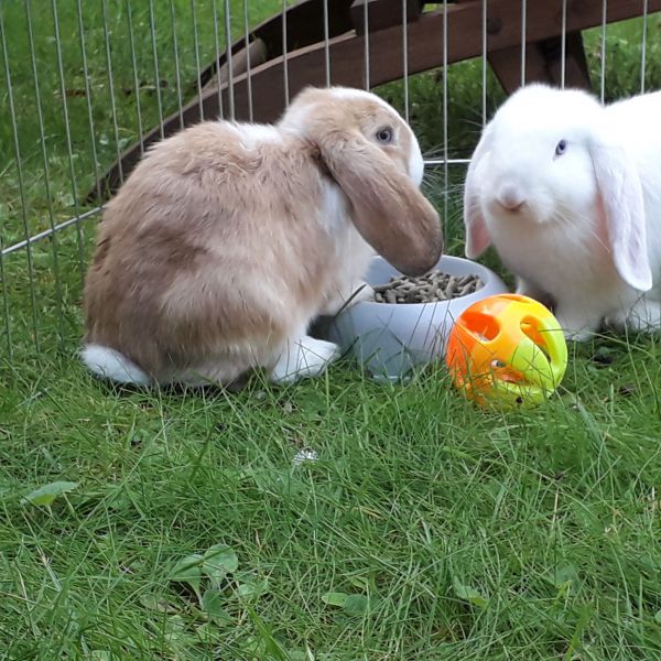 Lotje en Snoes
