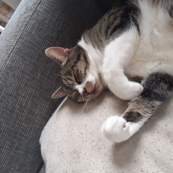 Noa