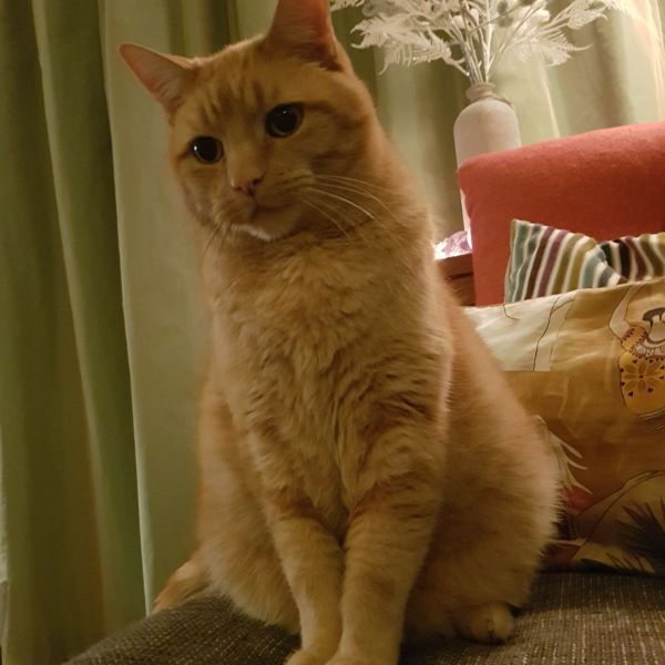 Bibi