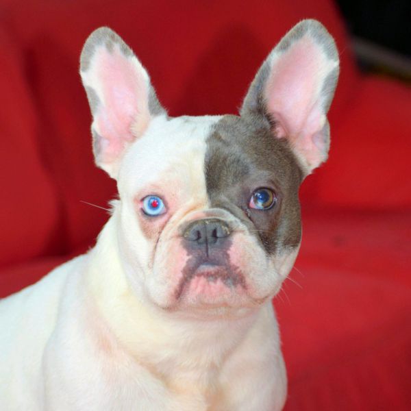 Amy