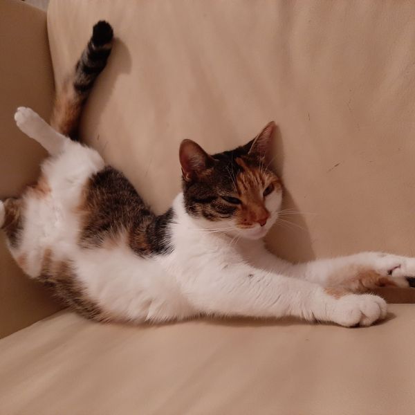 Lotje