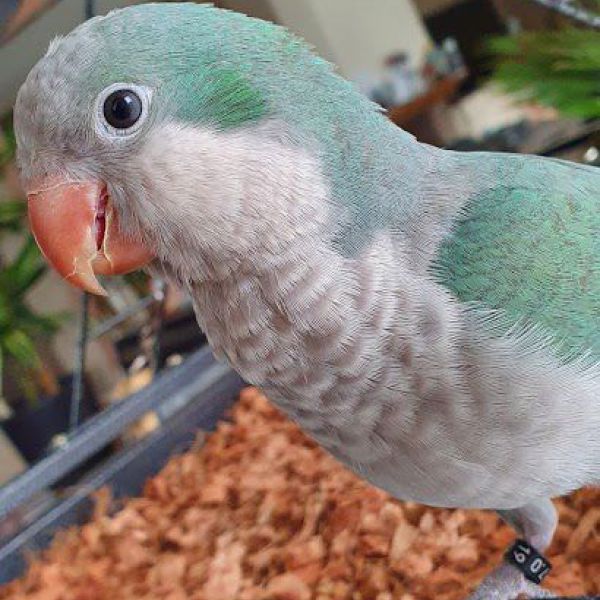 Kiwi