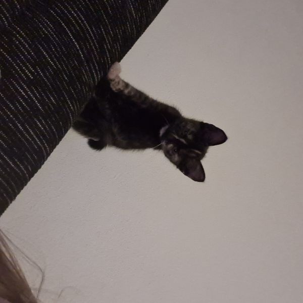 nala