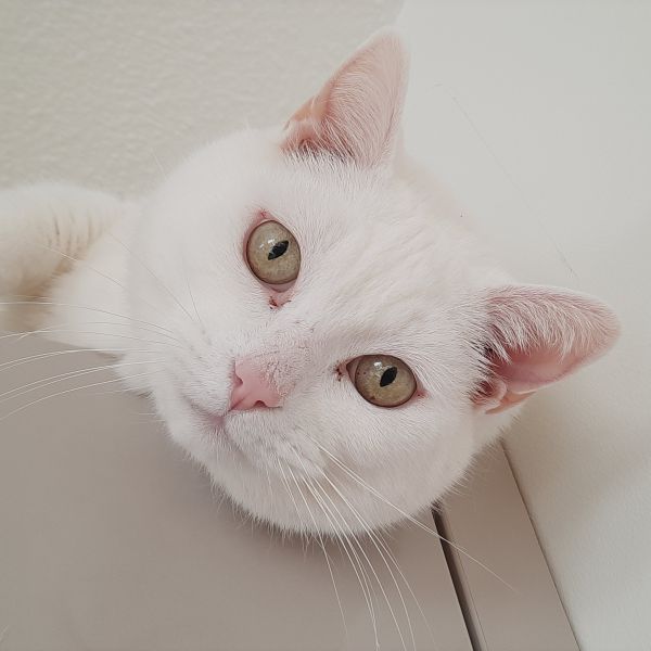 Muis