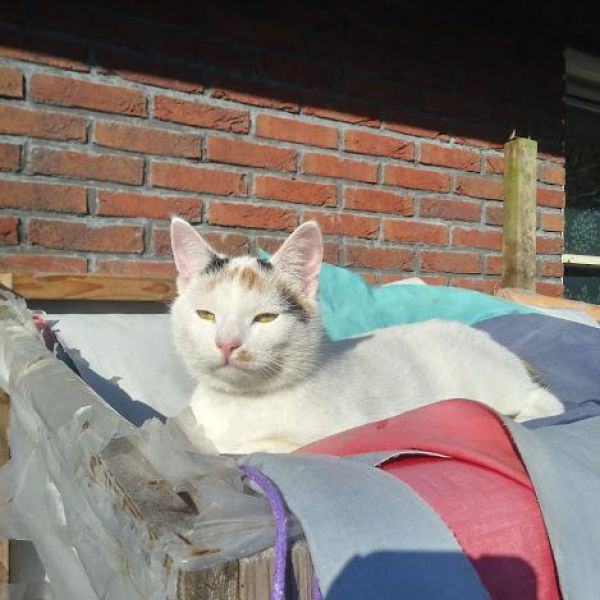 Pebbles (Overleden)