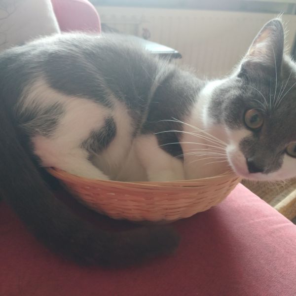 Kaja