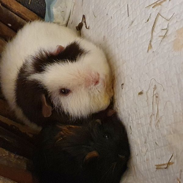 Paco