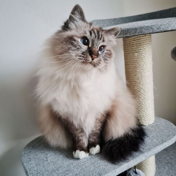 Yuki