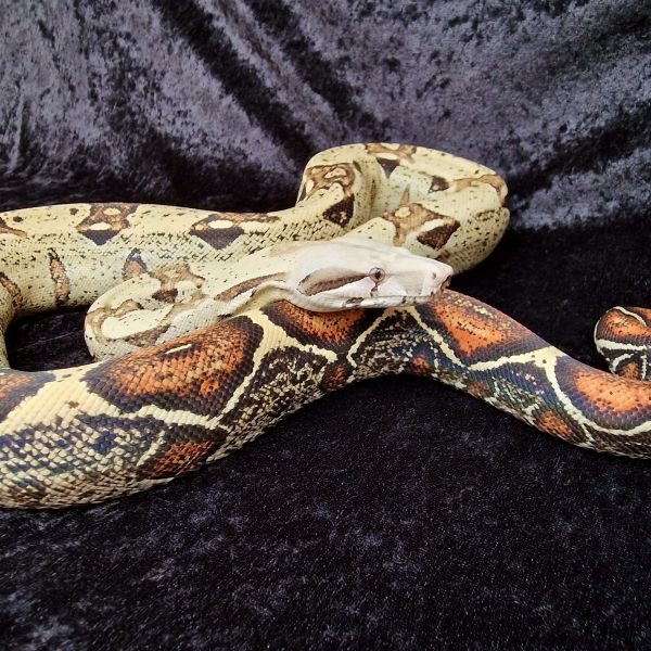 Boa constrictors