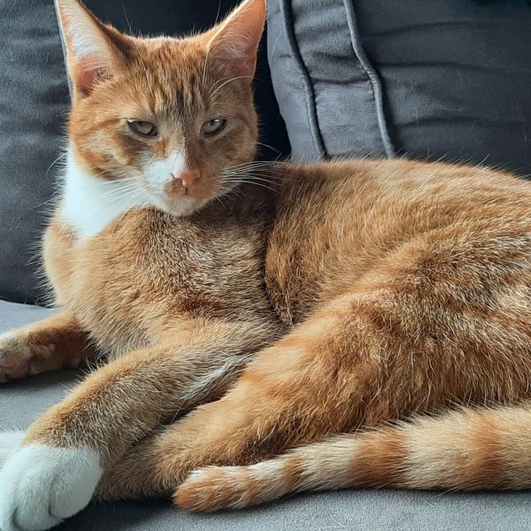 Boris