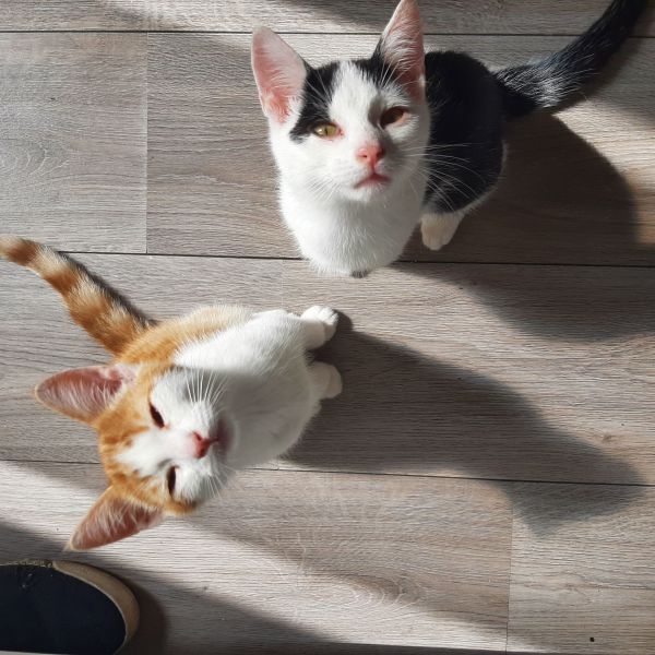 Thor (Oranje) &amp; Loki (wit/zwart)