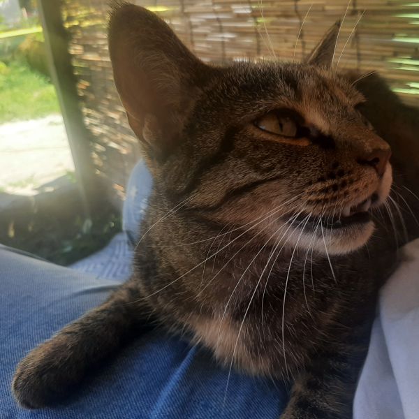 Poes/lizzy
