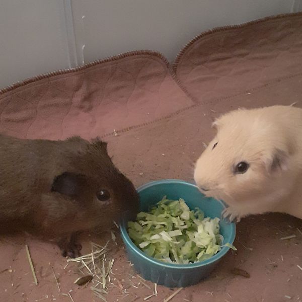 jippie en joppie