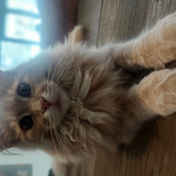 koos
