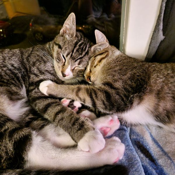Benji &amp; Babiche