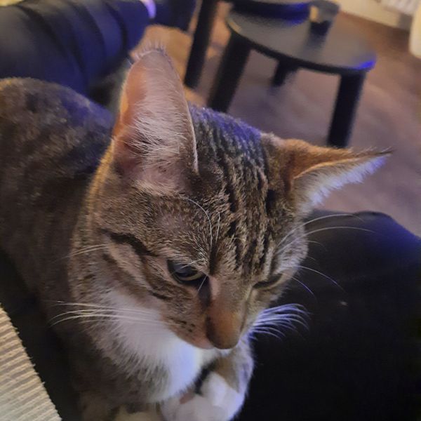 Teuntje