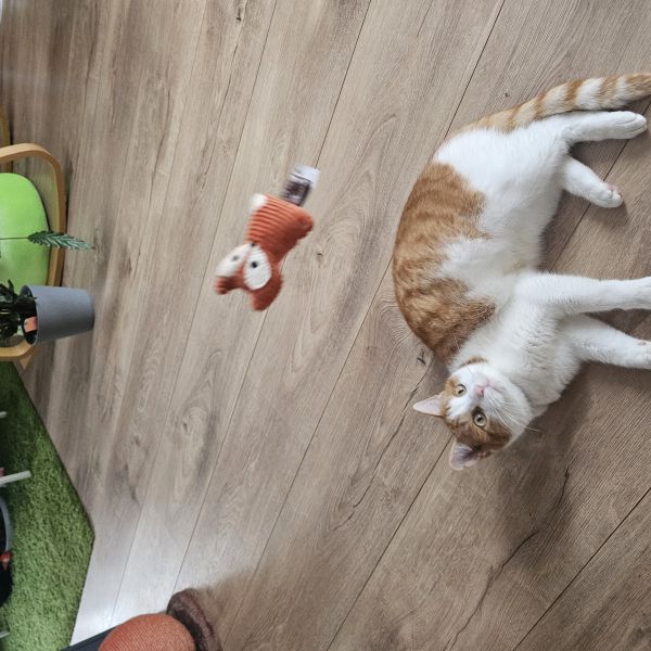 Zuko