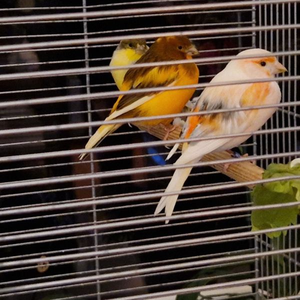 Lizzy, Jill, Ivy en Pidie