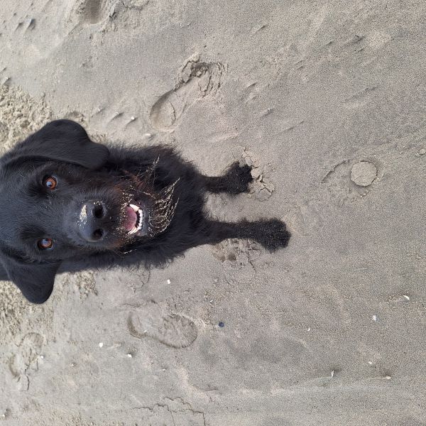 Kees