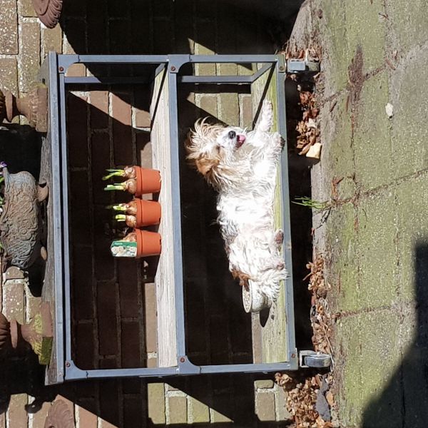 Guusje