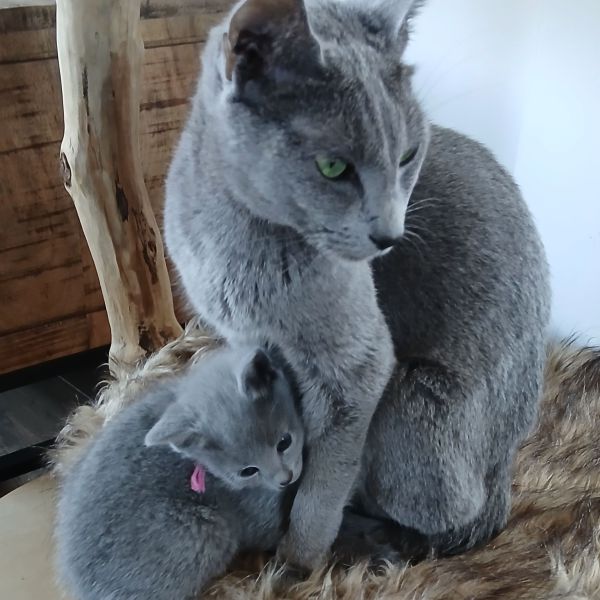 Coco loiza en haar kitten Nala