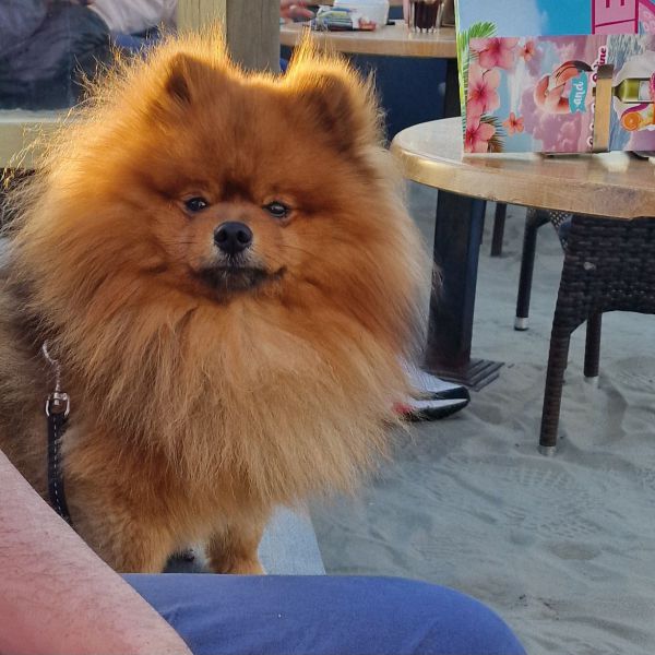Foetsie