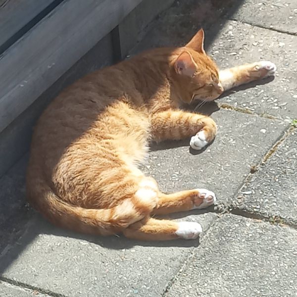 Tijger