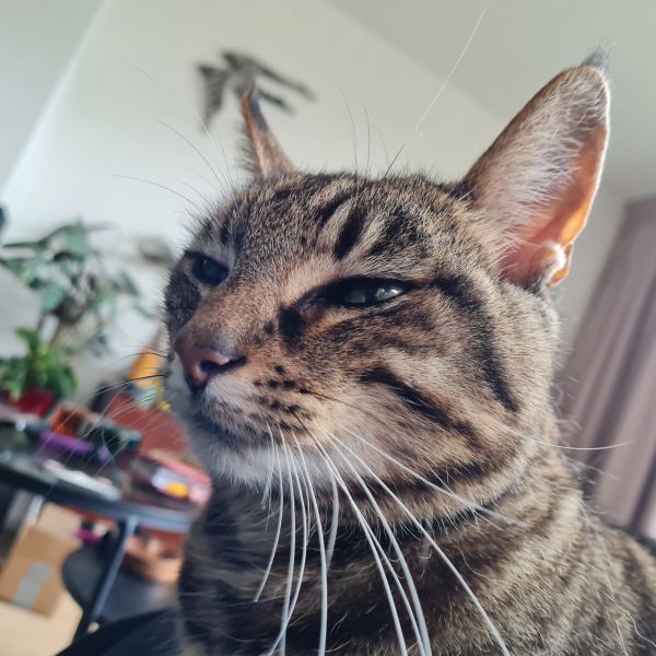 Frummel