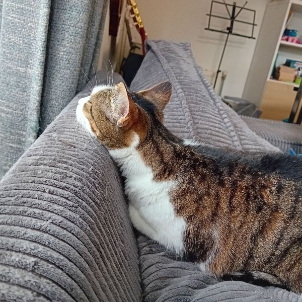 Lexie