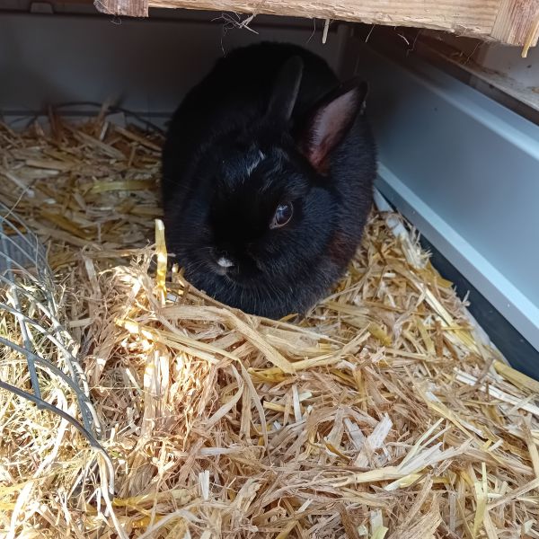 Binkie