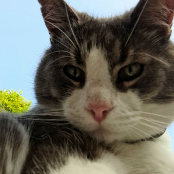 Dexter