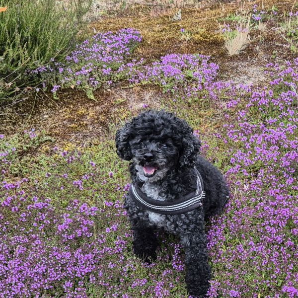 Milo