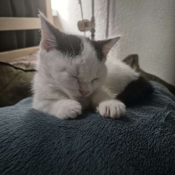 Kiko