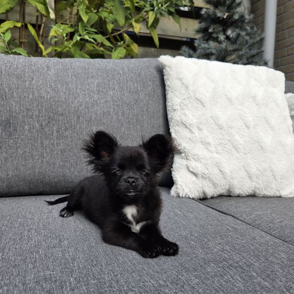 Chihuahua