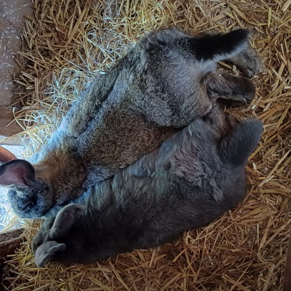Fleur en Joep
