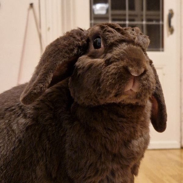 Bunnie
