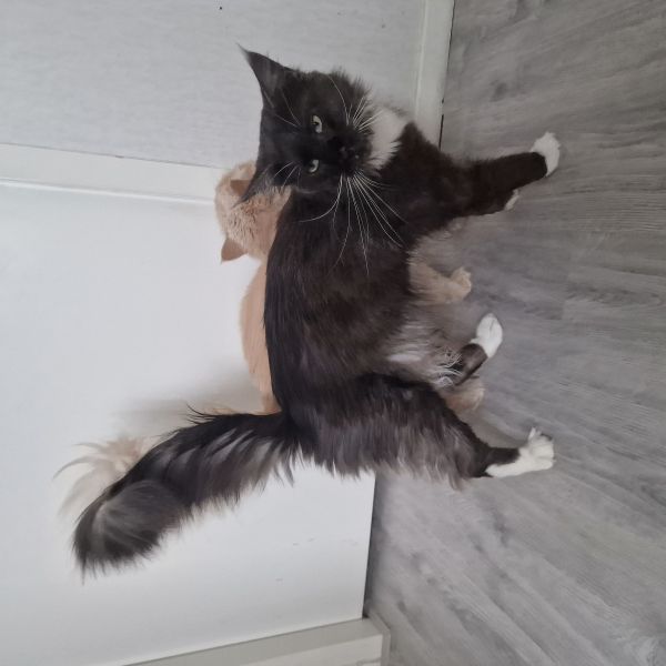 Midas &amp; Phoenix &amp; nog meer...