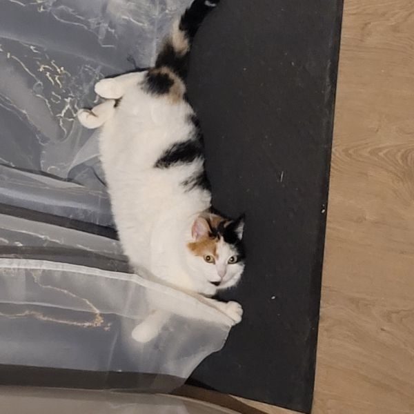 Bibi