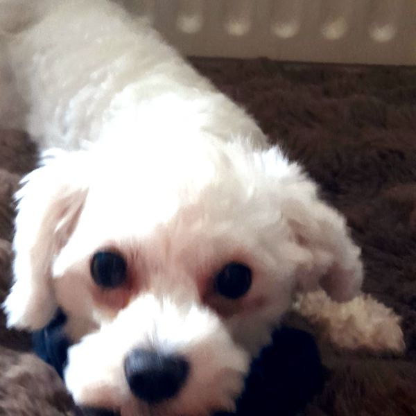 Bella