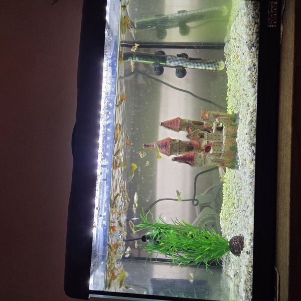 Geen, betreft aquarium