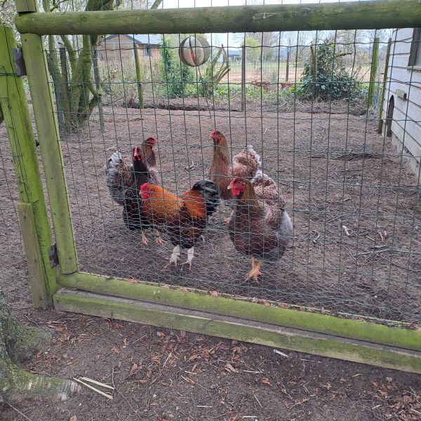 4 kippen en 1 haan