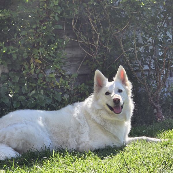 Nijntje (Zwitserse witte herder)
