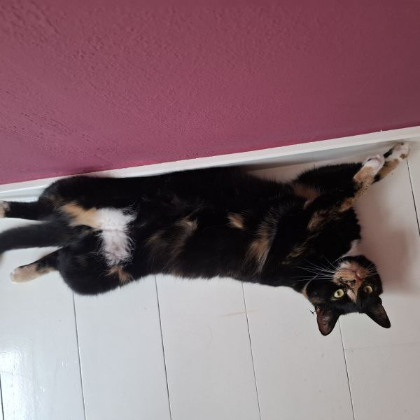 Miauw