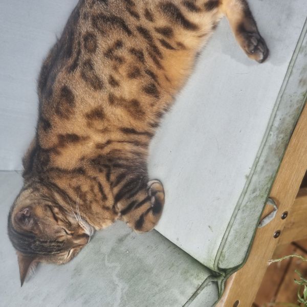 Dyssie
