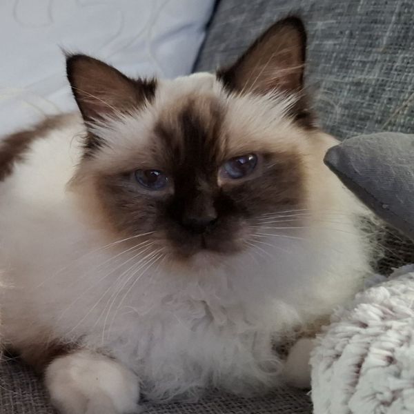 Gizmo