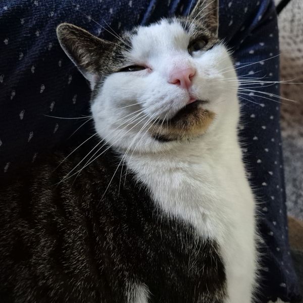 Ollie