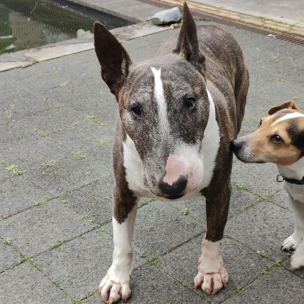 Spike. En Joep