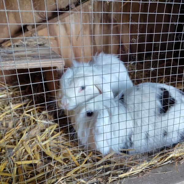 Aagje en knoflook