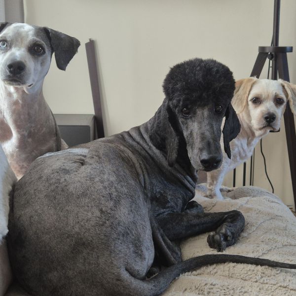 Moby,hunky en nana