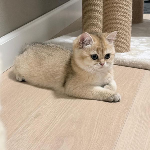 Nala